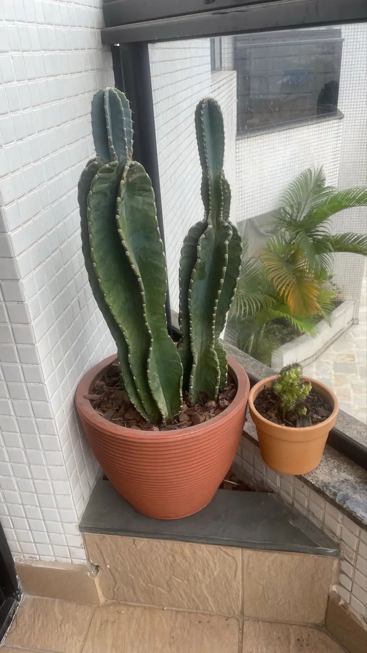Cactus 