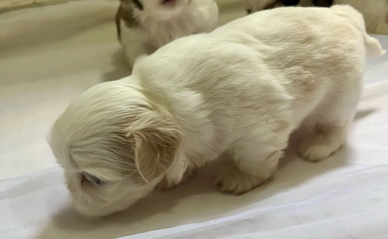 Shih Tzu - Foto 3