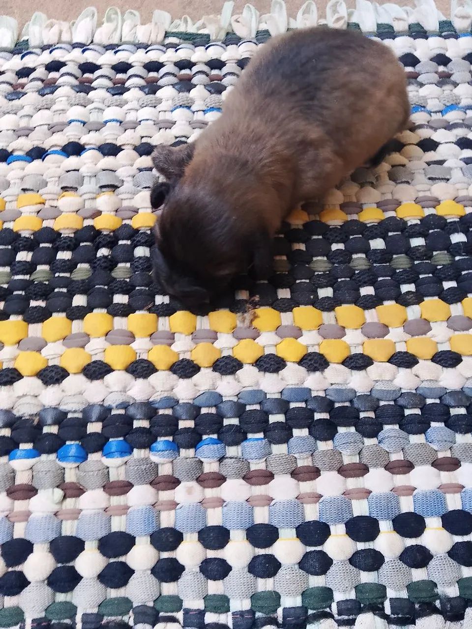 Estou doando um filhotinho cachorro 