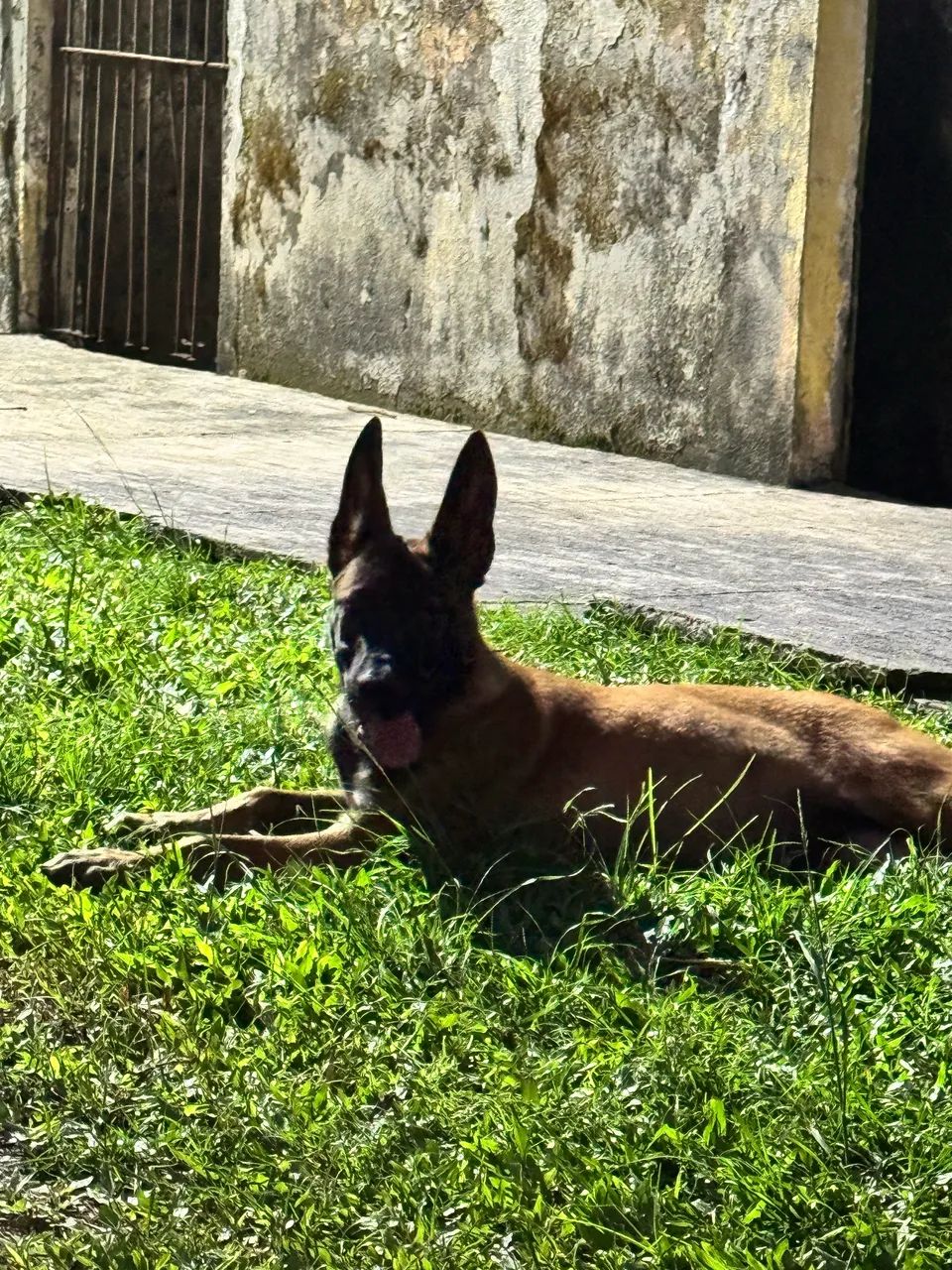 Belga de Malinois filhotes  - Foto 4