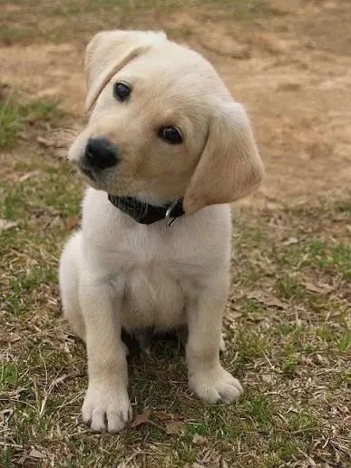 Labrador  dourados e outra cores 