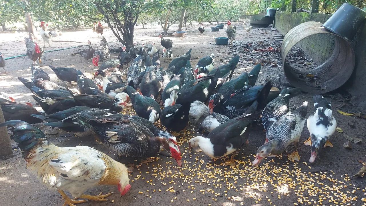 Aves Caipiras - Foto 4