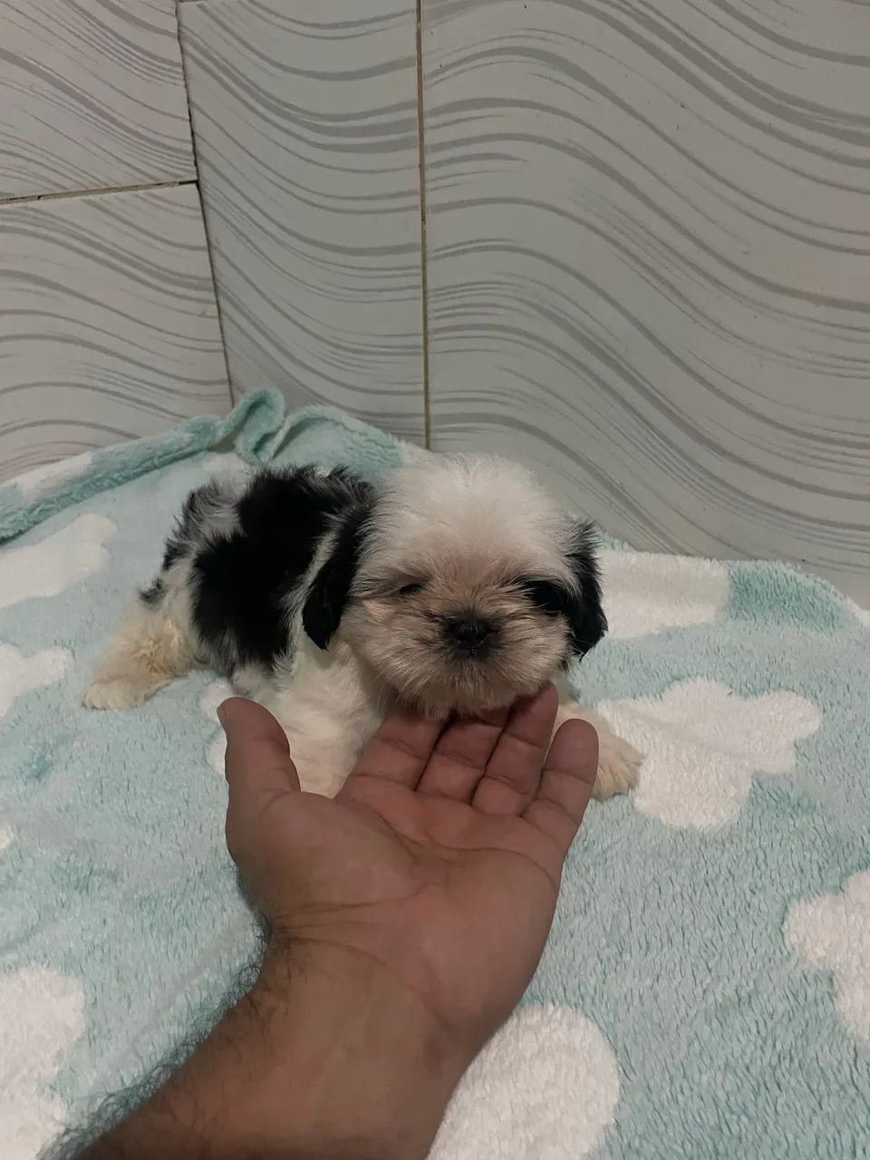 Shih tzu macho  - Foto 4