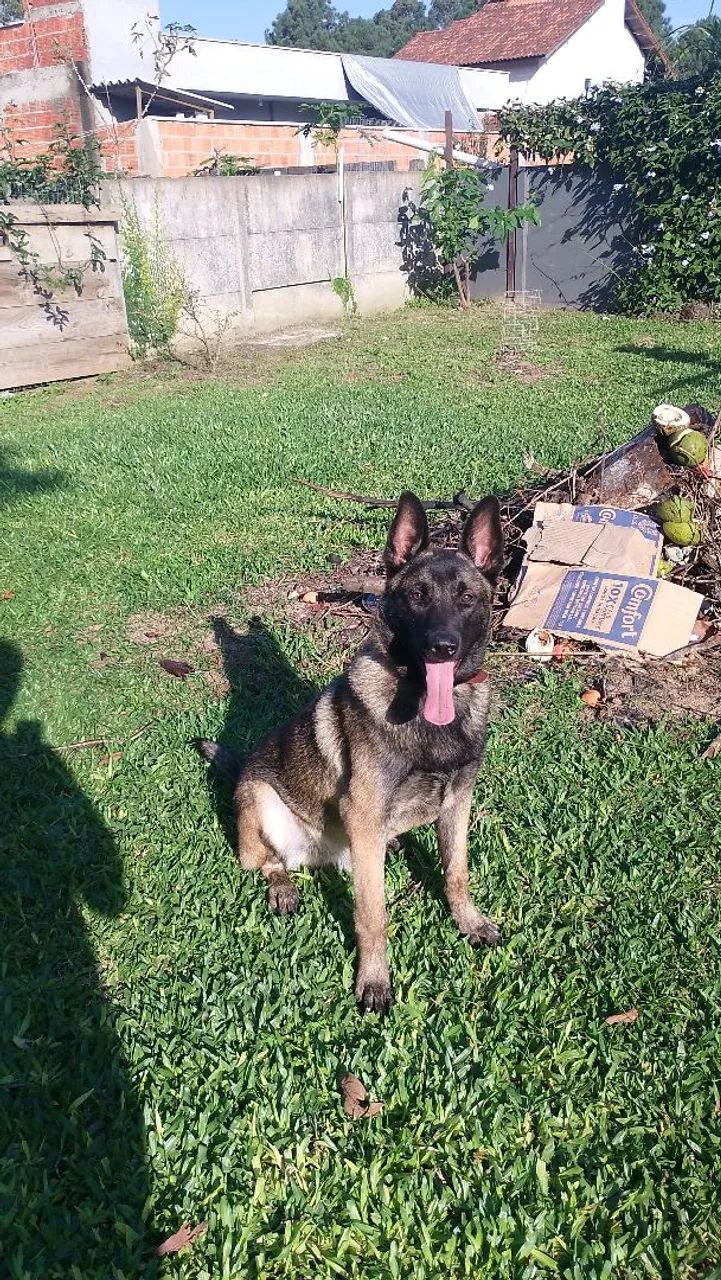 Lindo Malinois doação Responsavel 