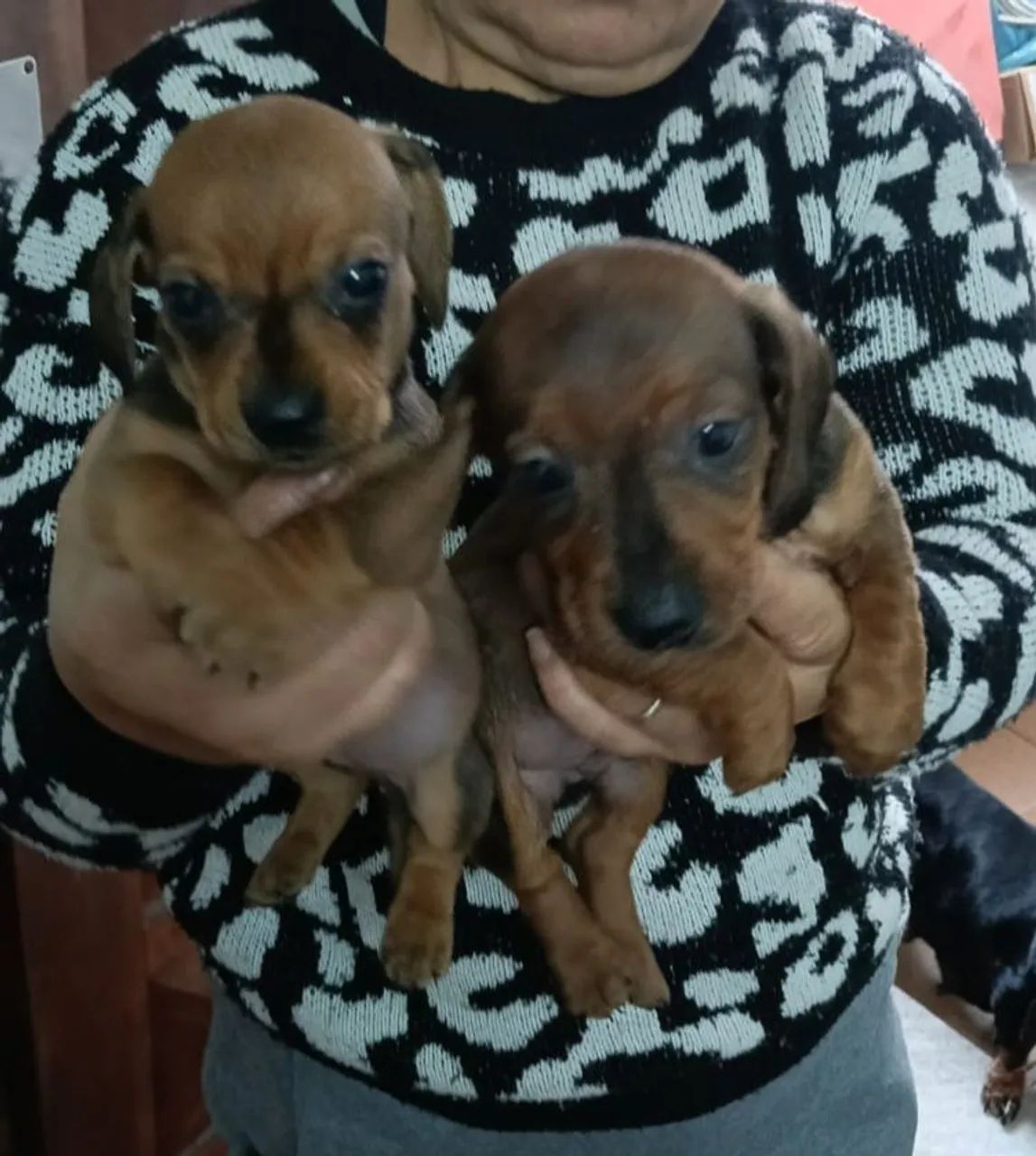 Filhotes de salchica - Foto 5