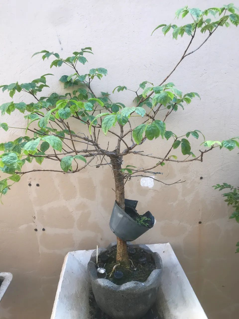Pré bonsai Ip ê amarelo 