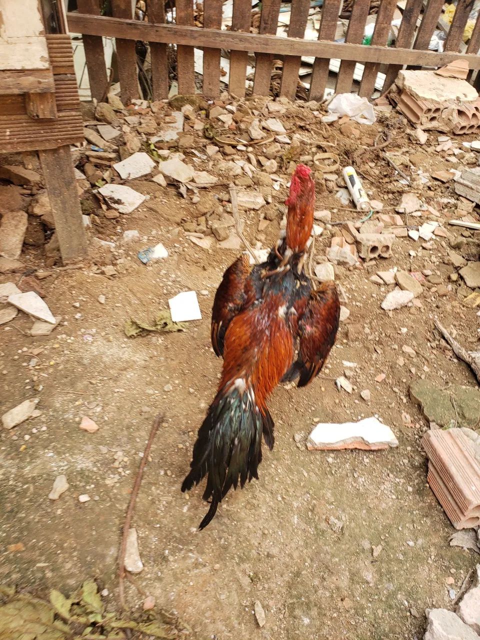 Frango Indiano - Foto 2