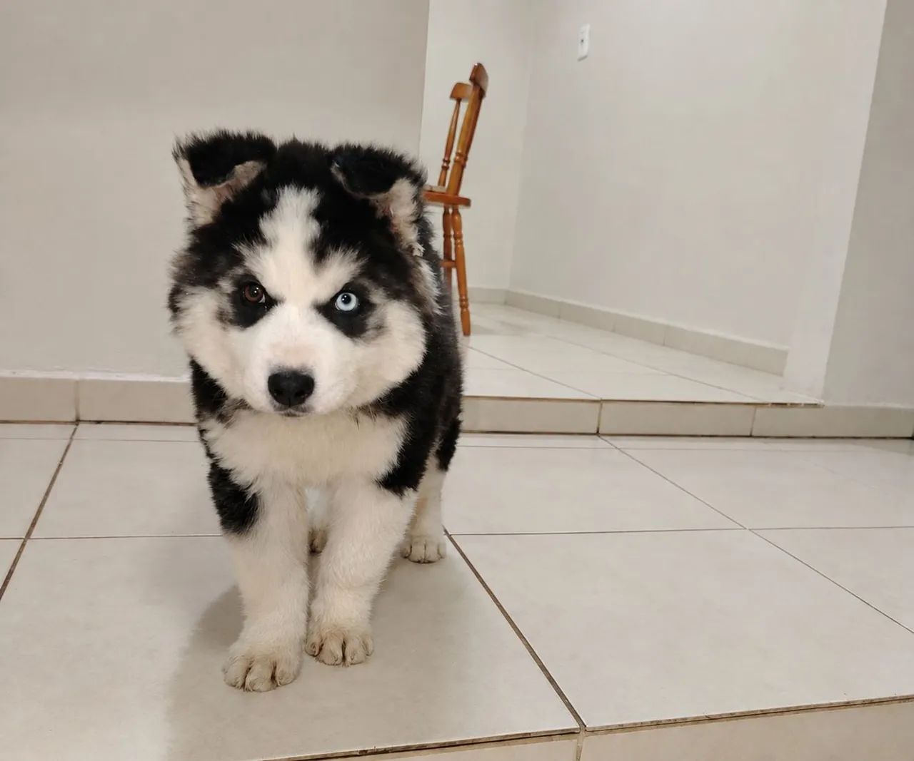 Husky siberiano - Foto 2