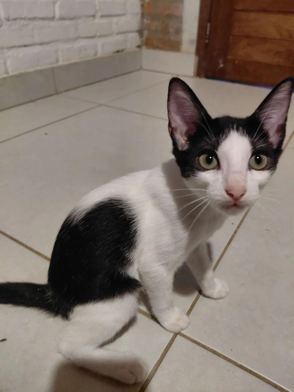 Adoção  - Foto 2