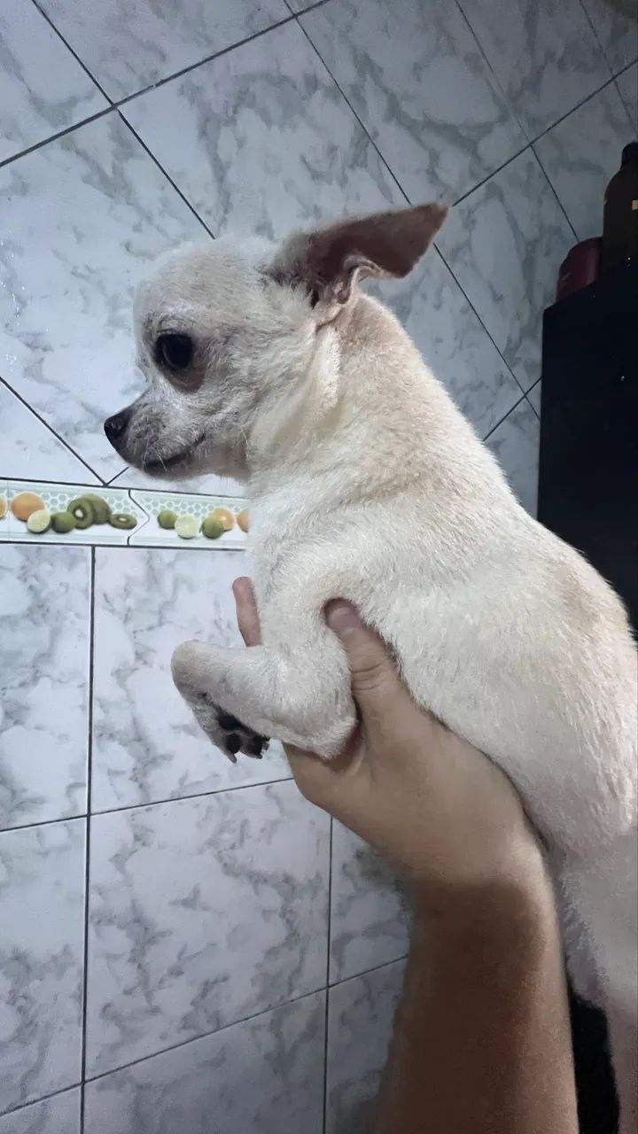 Chihuahua  - Foto 3