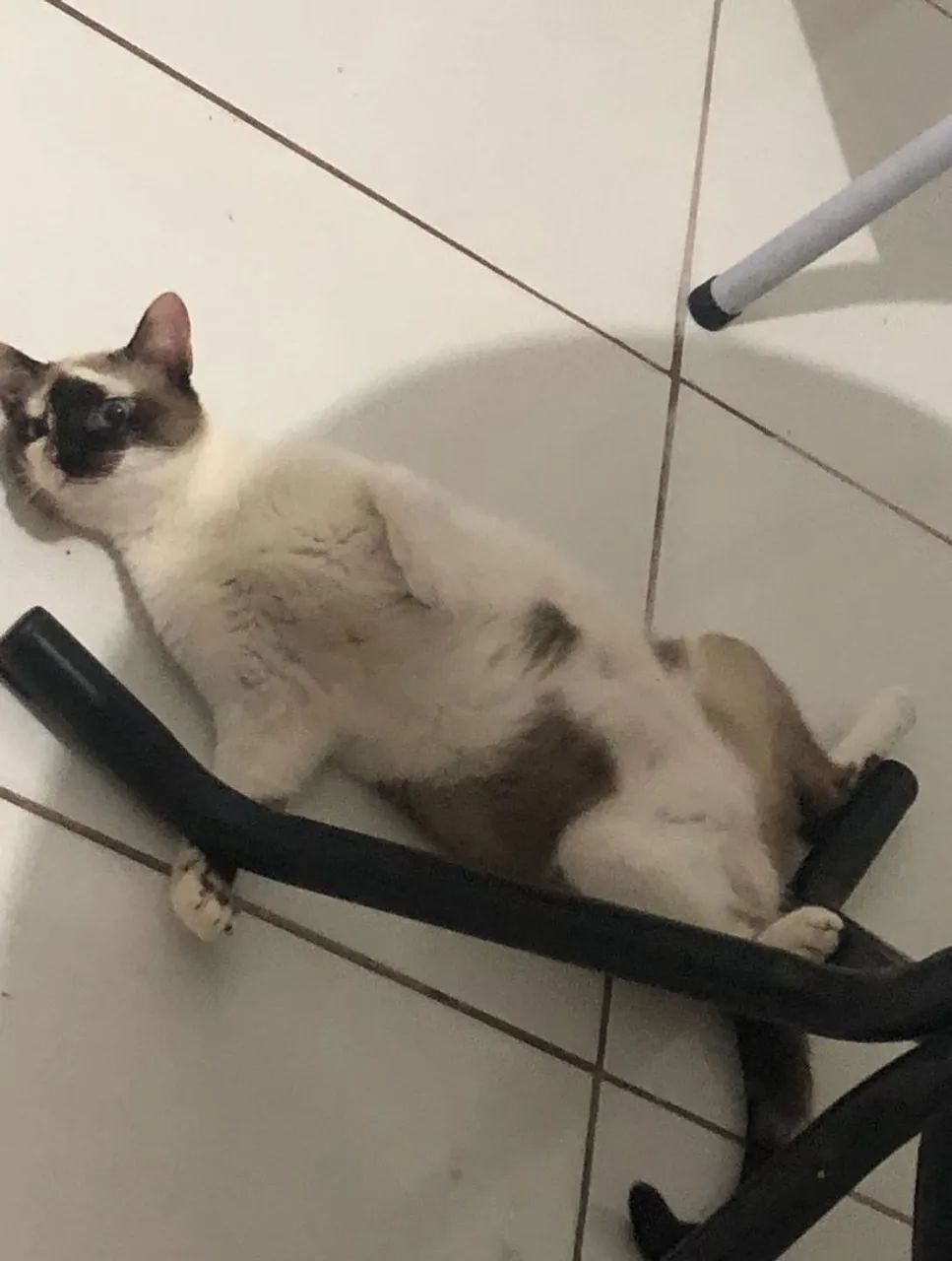 Doação gatinha - Foto 3
