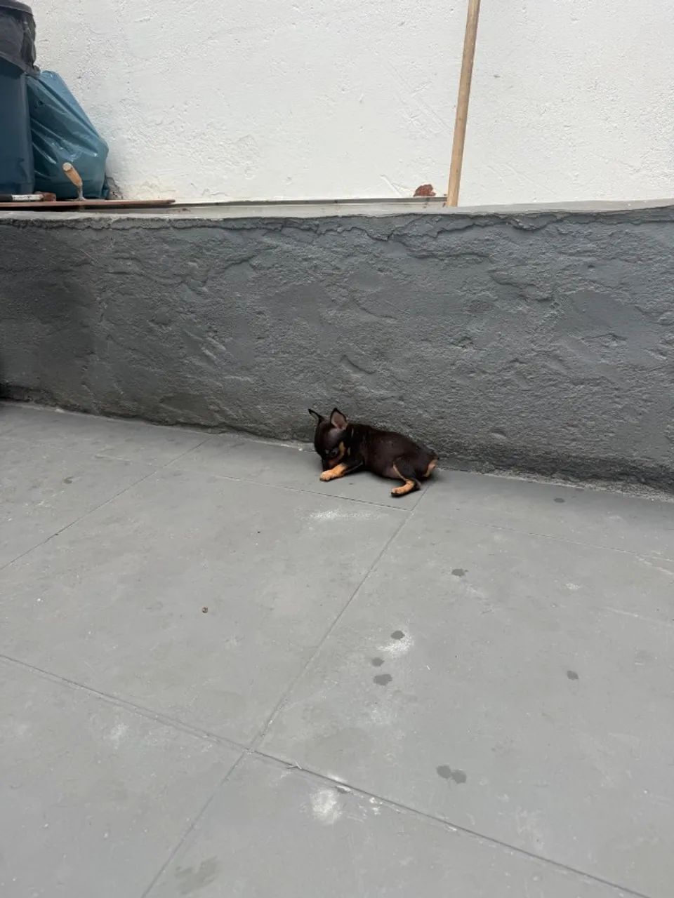 Pinscher fêmea zero - Foto 3