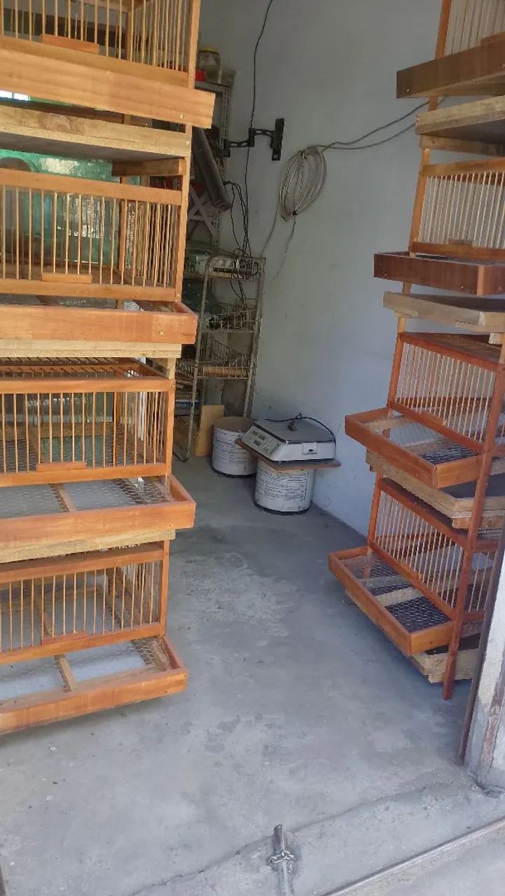 Viveiro para codornas em bh 