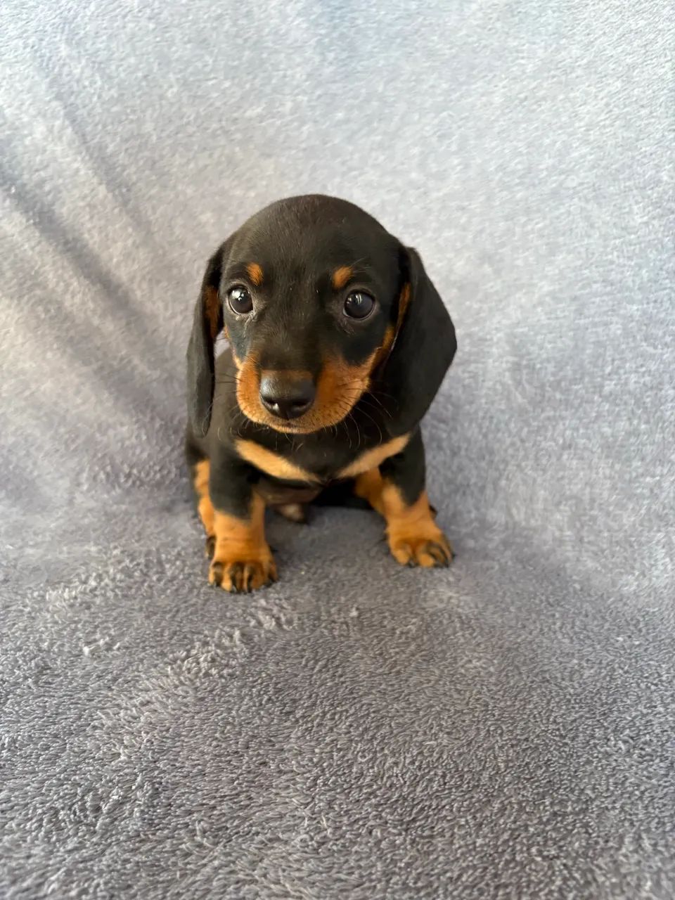 Dachshund  - Foto 4