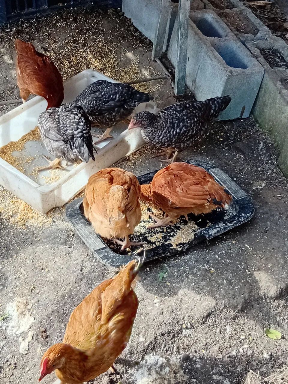 Galinhas