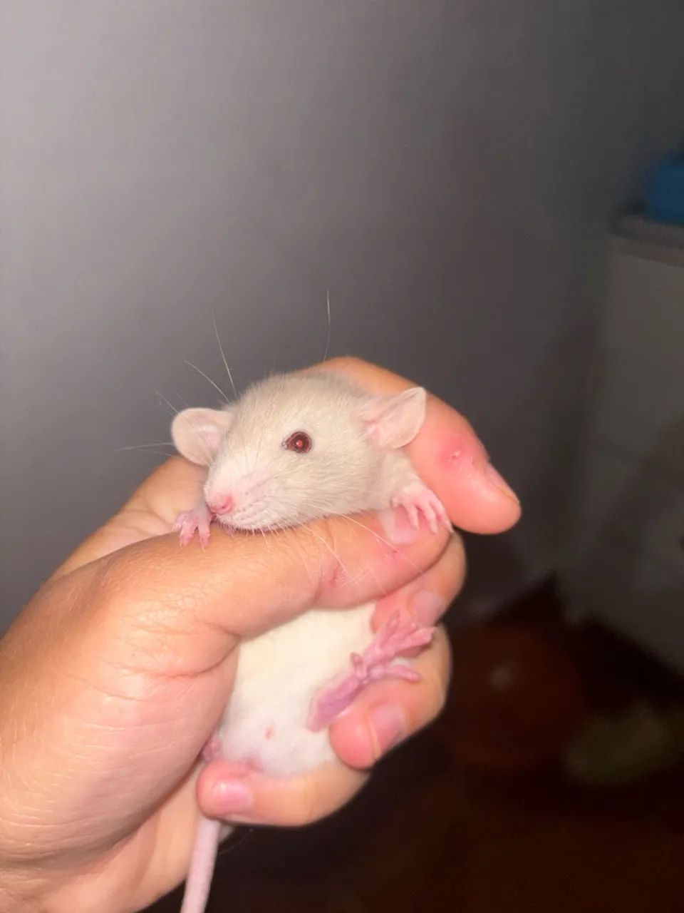 Ratos Twisters Disponíveis
