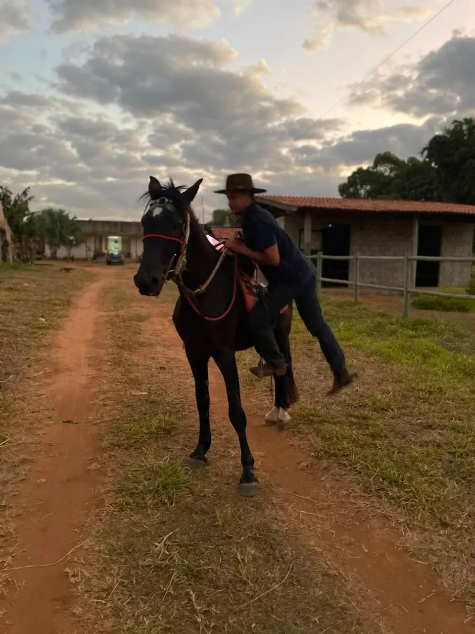 Cavalo manso - Foto 5