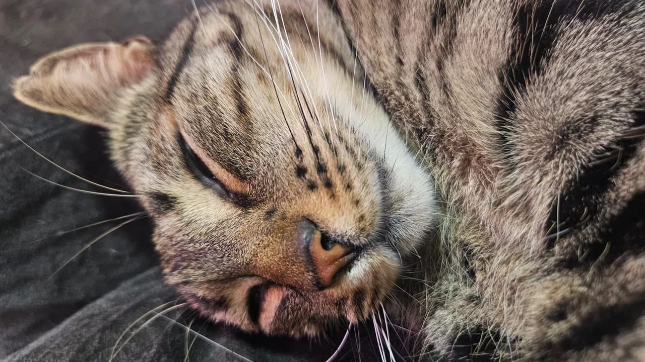 Adoção Responsável - Gato Macho - Foto 3