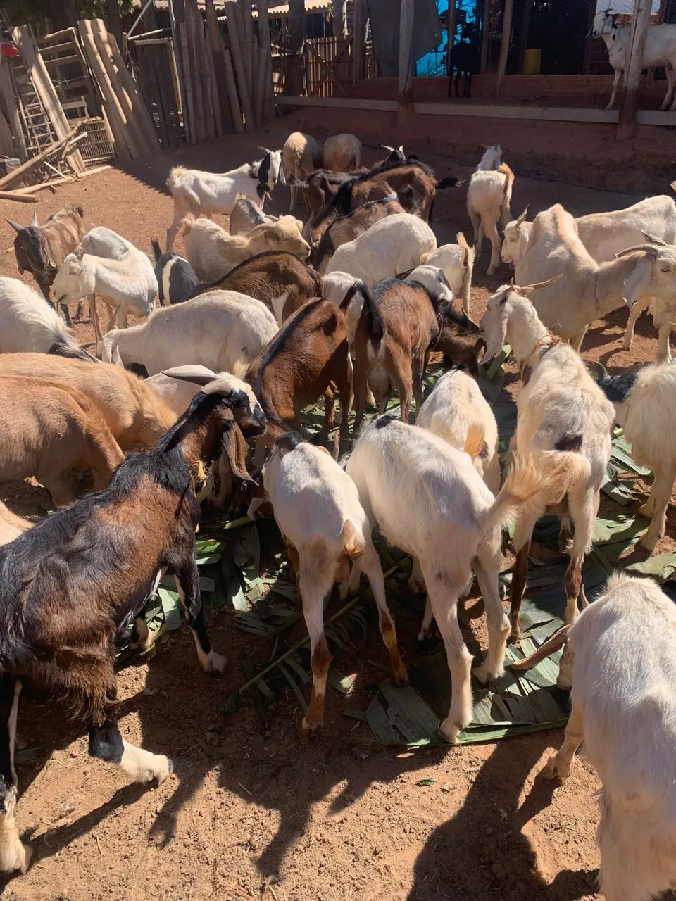 Cabras e bodes  - Foto 2