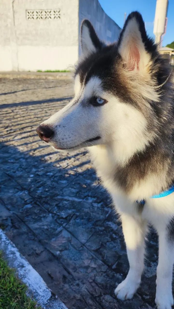 Cachorro HUSKY SIBERIANO  - Foto 3