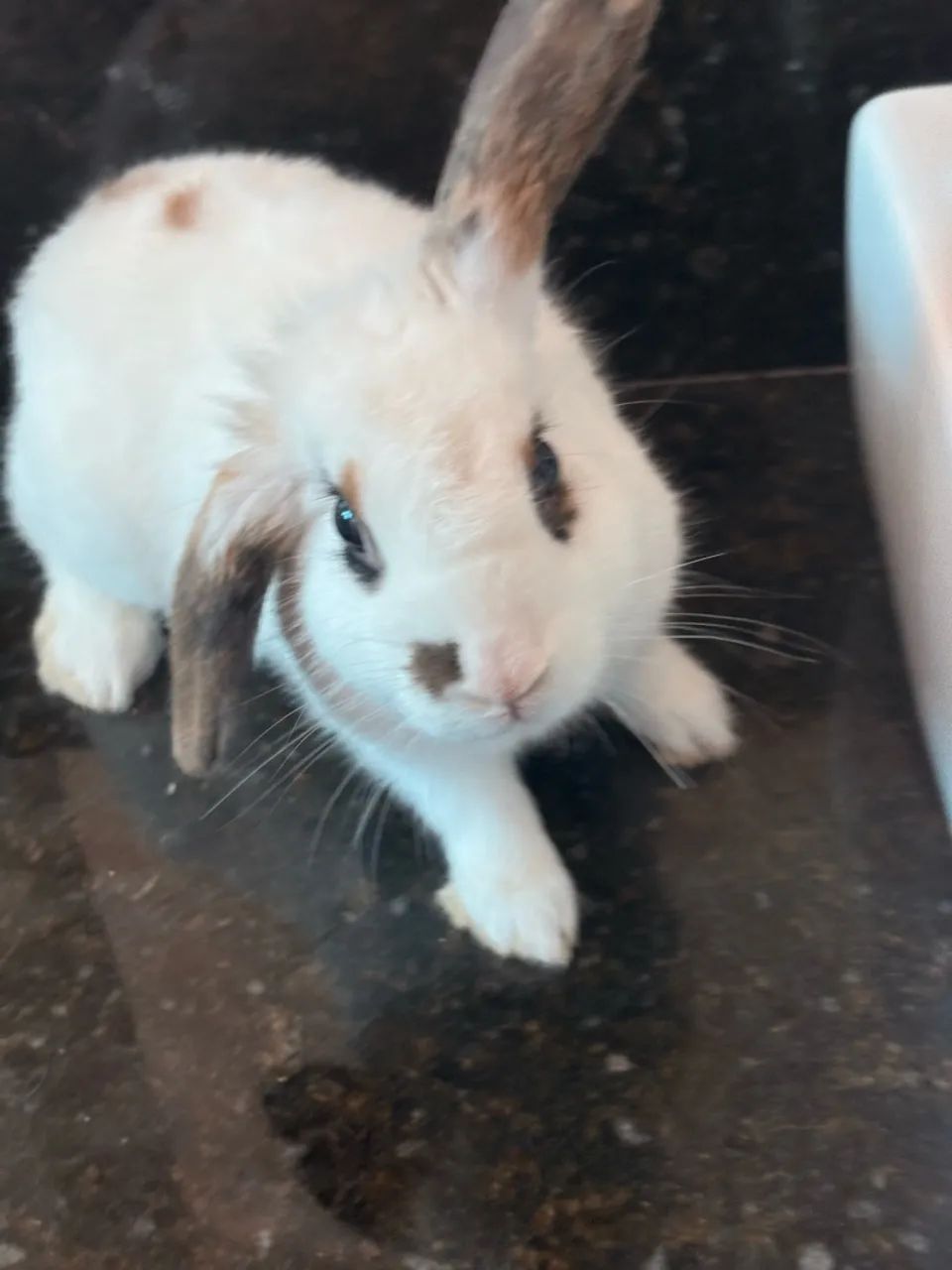 Coelho mini - Foto 3