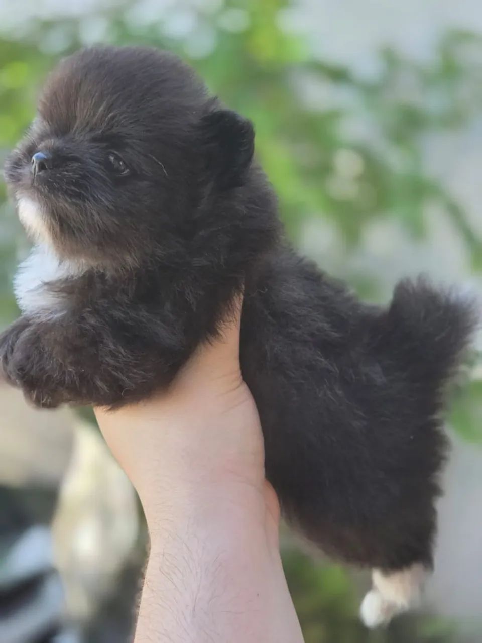 Spitz Alemão Anão macho com pedigree - Foto 3