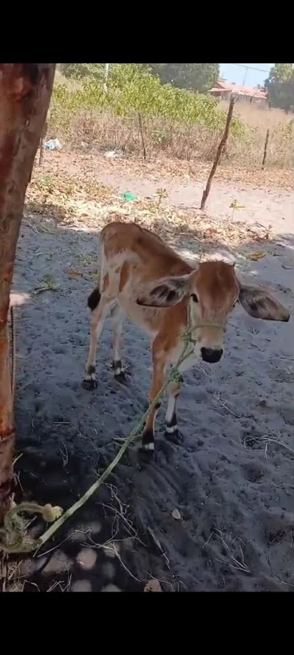 Vaca a venda  - Foto 2