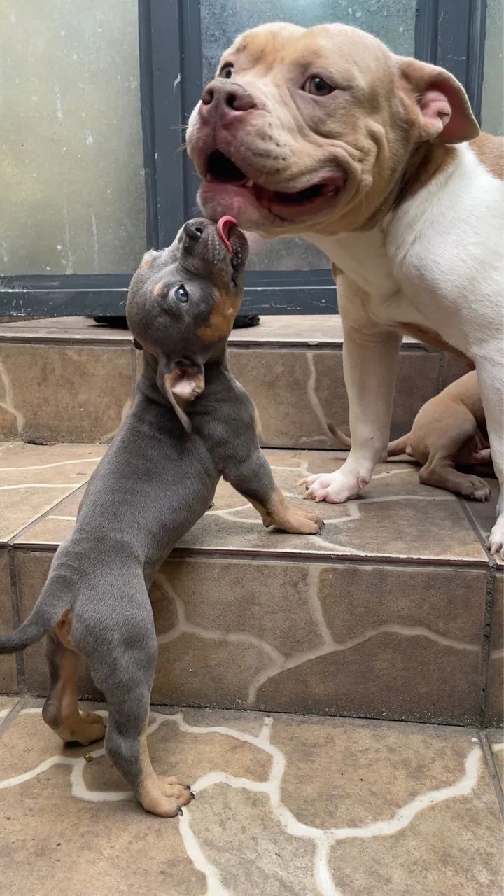American Bully - Foto 5