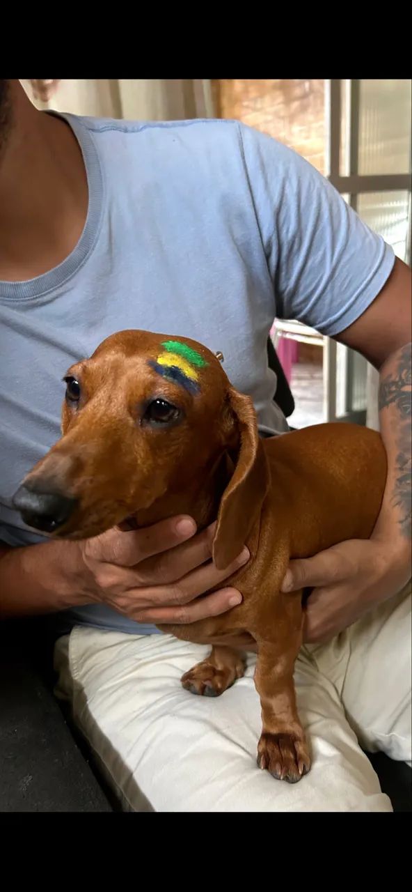 Dachshund procurando macho para cruzar - Foto 3