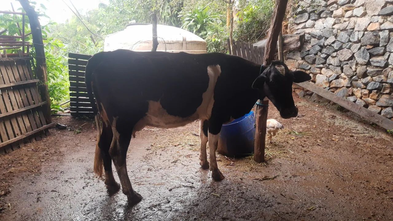 Vacas leitera  - Foto 4