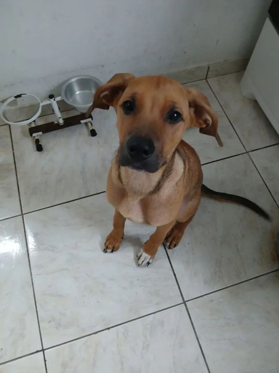 Doa-se cachorro  - Foto 3