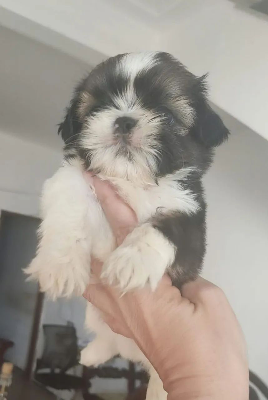Vendo Shitzu macho micro ? - Foto 4