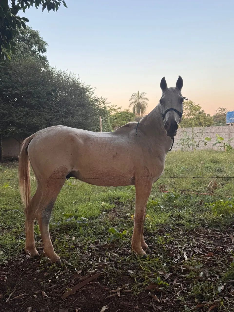 Vendo mangalarga marchador macho e castrado 