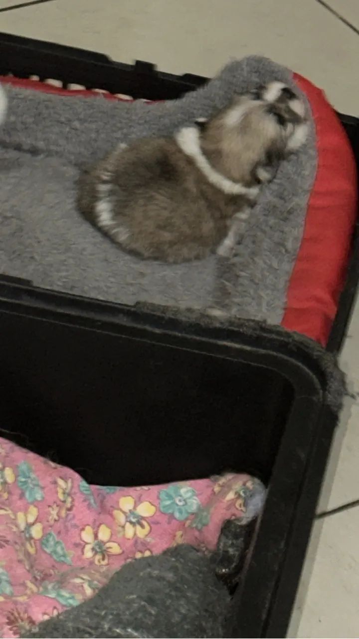 Cachorro  - Foto 4