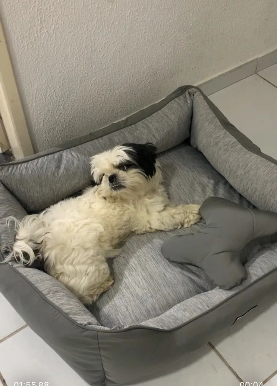 Cama de PET semi nova - Foto 5