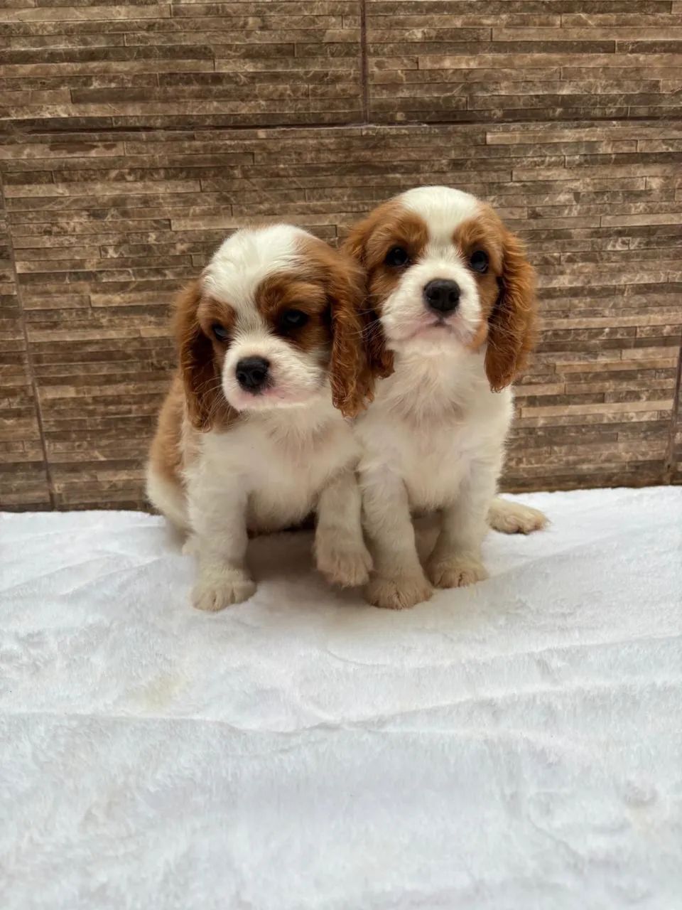 Cavalier legítimo entrego  - Foto 2