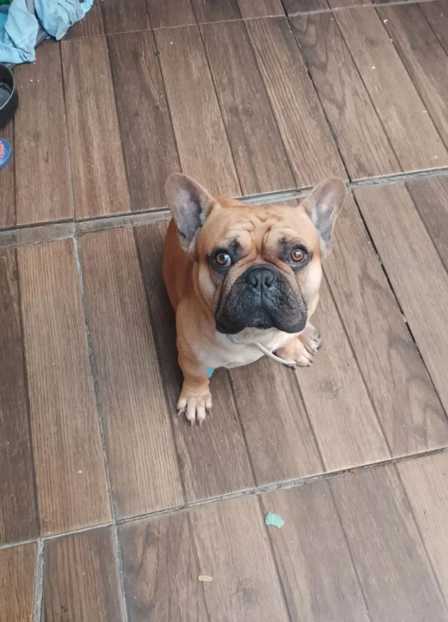 Fêmea de buldogue  - Foto 3
