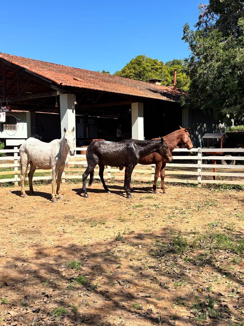 3 éguas e um cavalo  - Foto 2