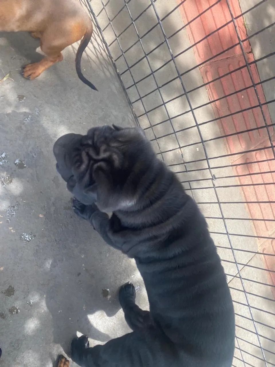 Shar Pei - Foto 3