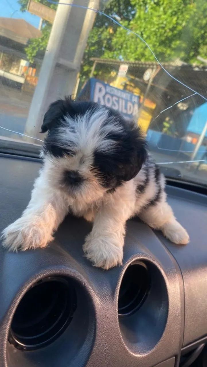 Cachorro Shitzu 