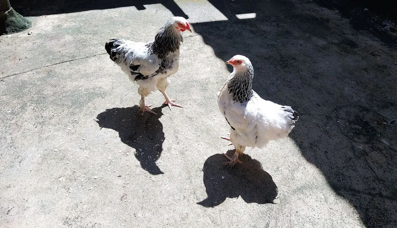 Vendo Legítimos frangos da  Raça Brahma - Foto 3