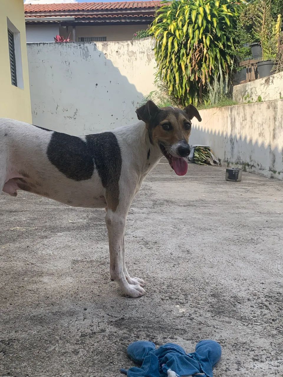 Doação de cachorro  - Foto 2