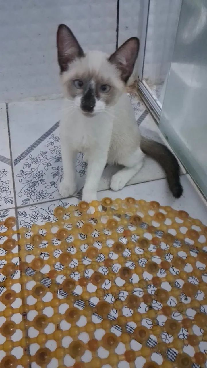Pará adoção  - Foto 2