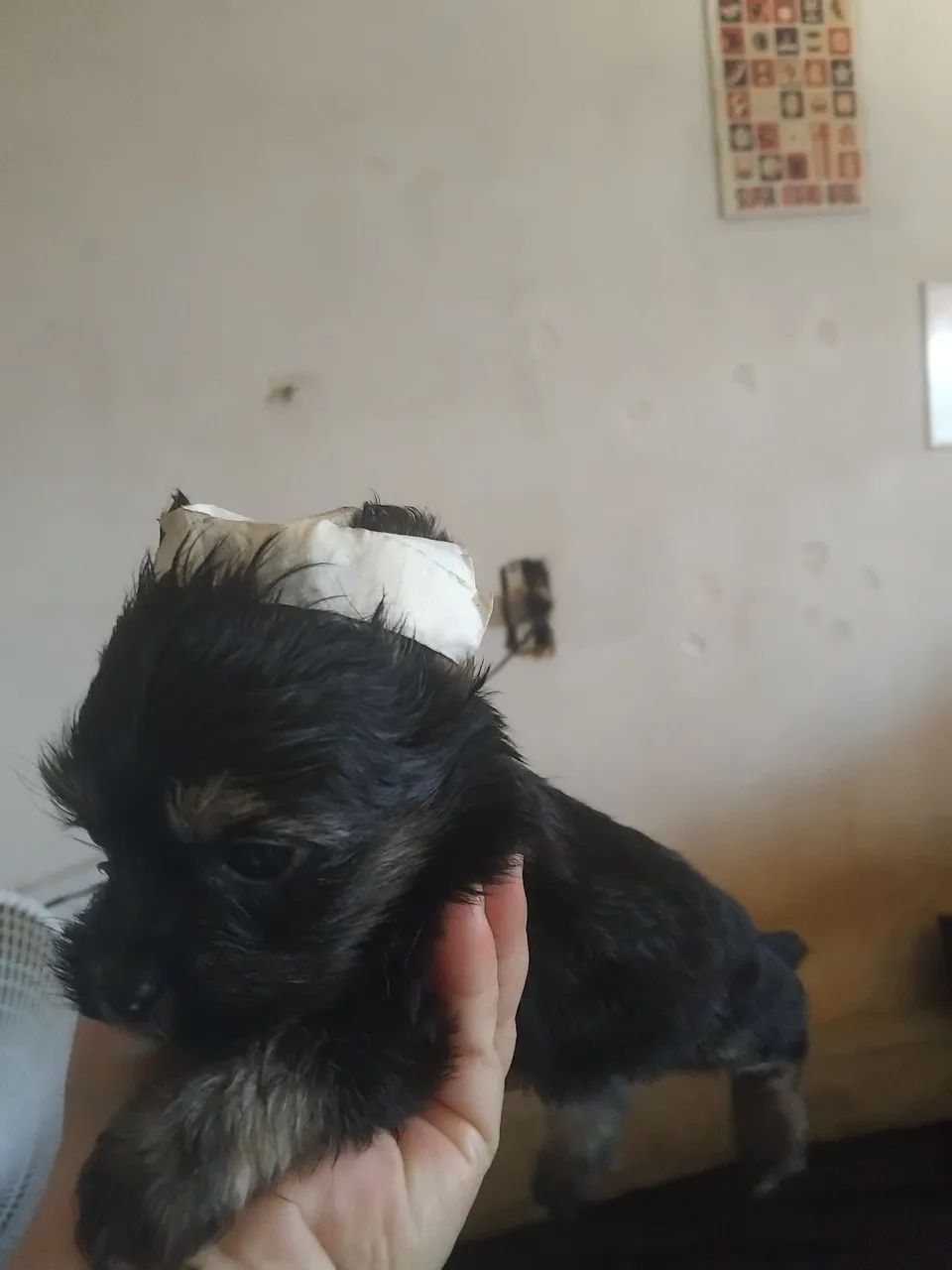 York machinho - Foto 3