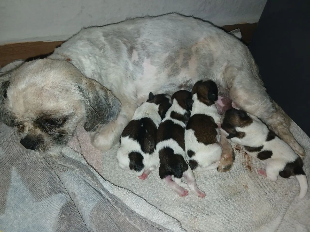  Cachorro Shih-tzu - Foto 4