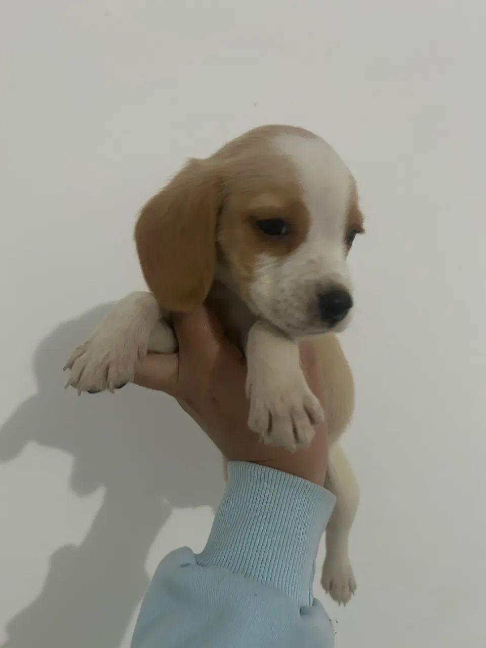 Beagle mini traga amor para sua vida - Foto 2