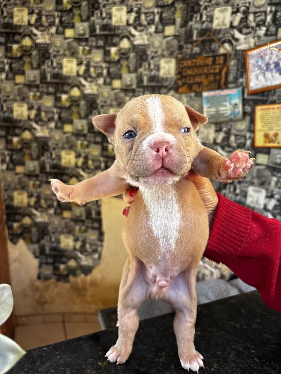 American Bully Micro 
