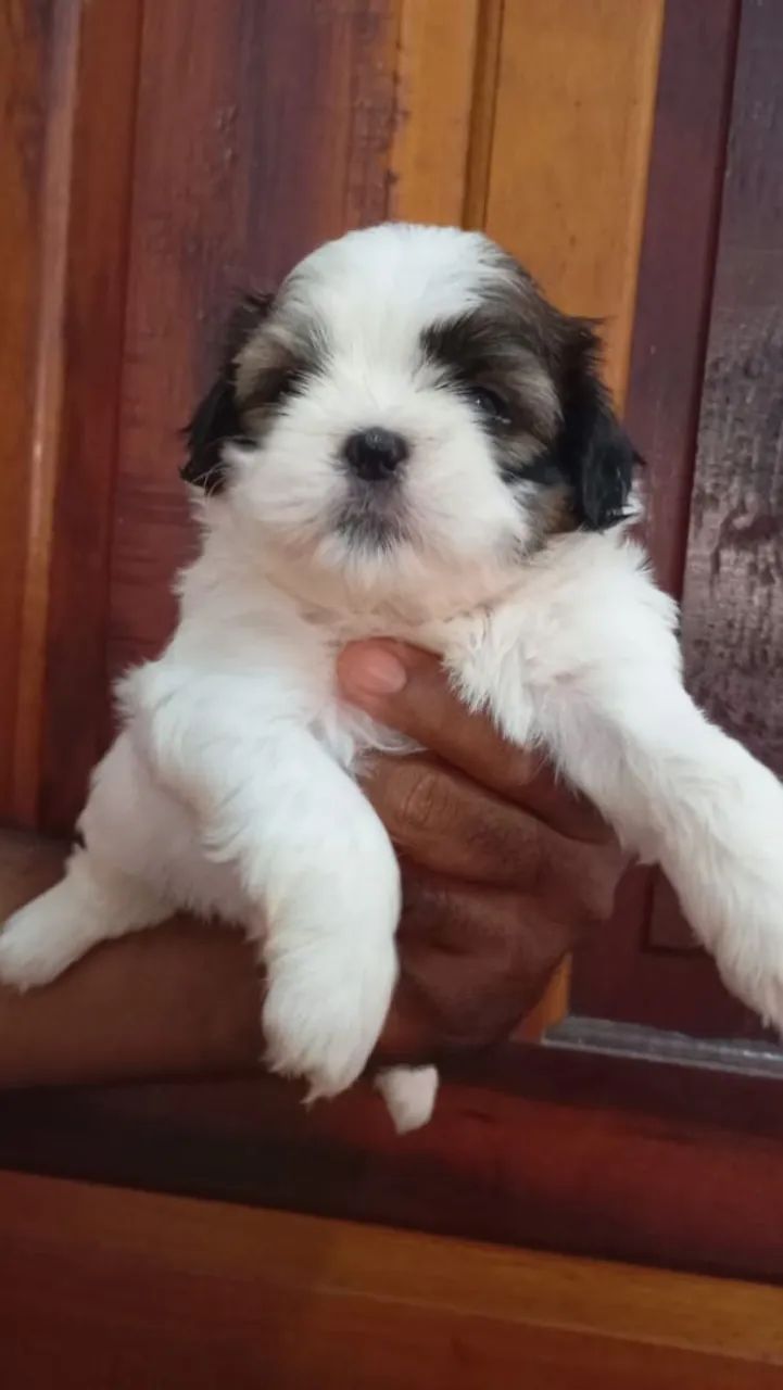Lindo casal de Shitzu disponível pronta entrega 