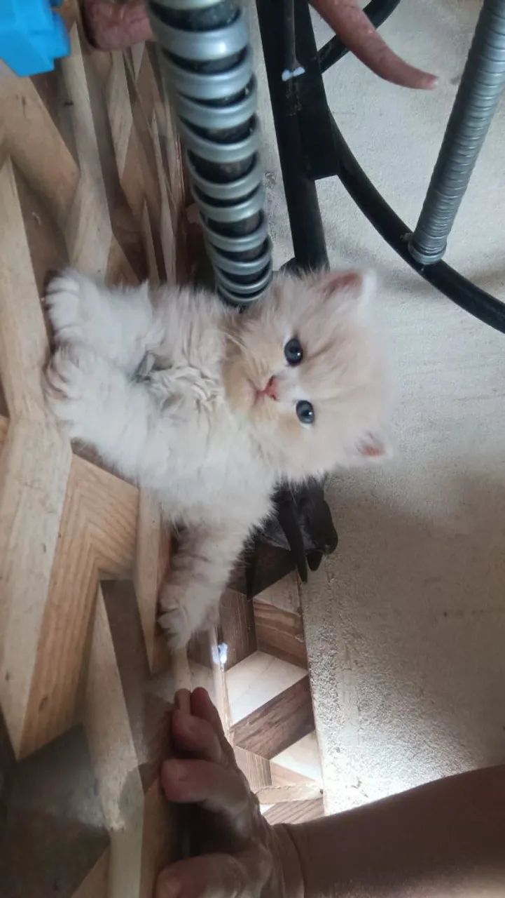 Gato Persa - Foto 3