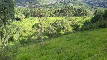 Sítio Rio Branco do Sul  - Foto 2